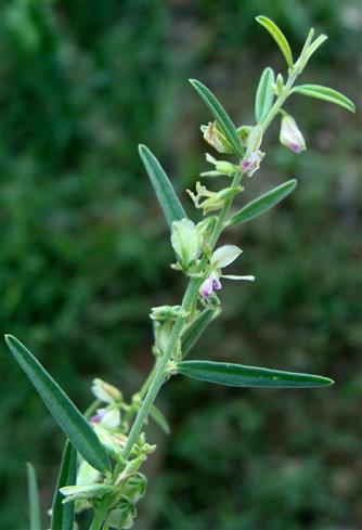 Polygala erioptera